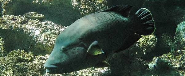 fish image (click to view)