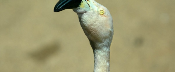 flamingo (click to view)