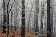 Forest Frost, Edwin Warner Park, Nashville, Tenn