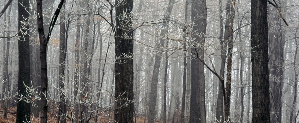 Forest Frost, Edwin Warner Park, Nashville, Tenn (click to view)
