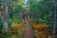 Fundy National Park, New Brunswick   