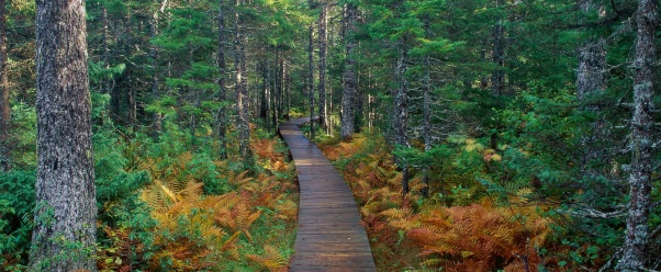 Fundy National Park, New Brunswick    (click to view)