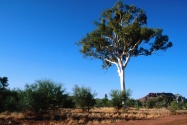 Ghost Gum Tree, Central Australia