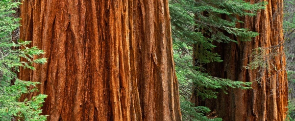 Giant Sequoia Trees, Mariposa Grove, Yosemite Na (click to view)