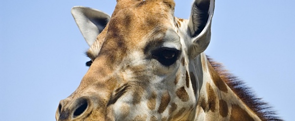 Giraffe (click to view)