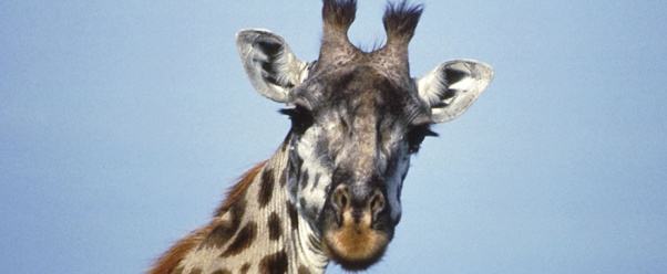 Giraffe2 (click to view)