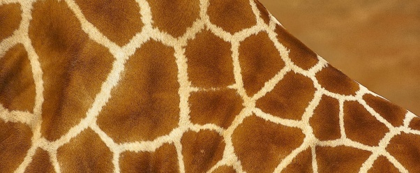 Giraffe Patterns (click to view)