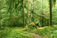 Gray Wolf River Trail, Olympic National Park, Wa
