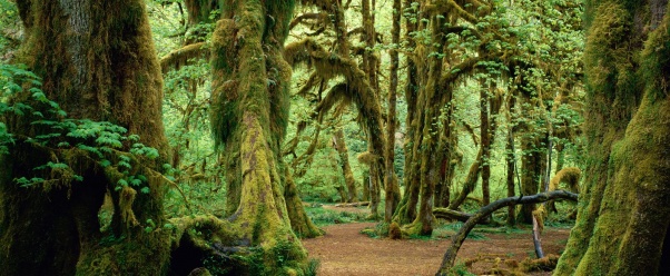 Hall of Mosses, Olympic National Park, Washingto (click to view)