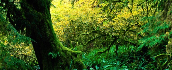 Hoh Rainforest, Olympic National Park, Washingto (click to view)