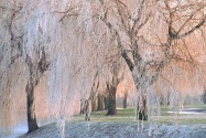 Ice covered Willow Trees