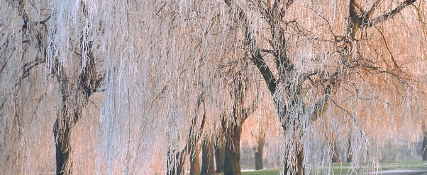 Ice covered Willow Trees (click to view)