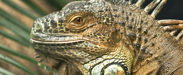 Iguana Lizard (click to view)