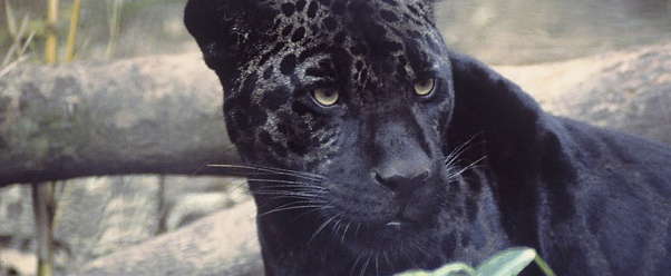 jaguar (click to view)