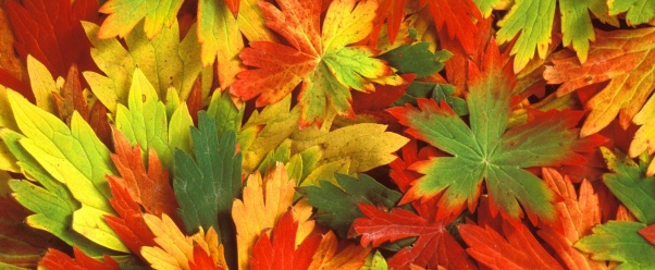 Kaleidoscope of Fall (click to view)