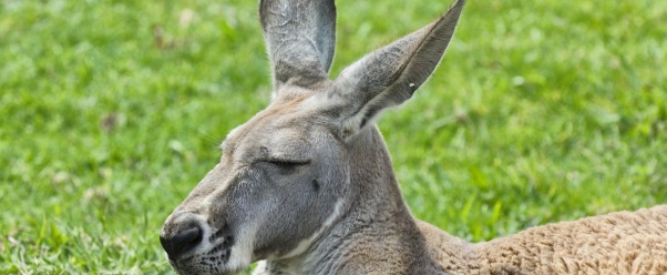 kangaroo (click to view)