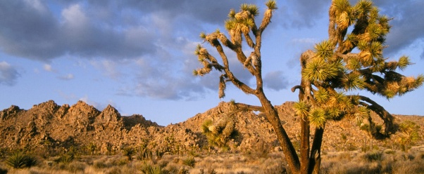 Late Afternoon at Joshua Tree National Park, Cal (click to view)