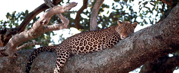 Leopard in Tree (click to view)