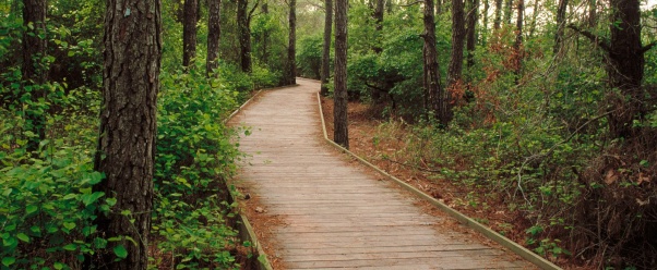Life of the Forest Trail, Assateague Island, Ber (click to view)