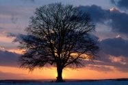 Lone Tree at Sunset      ID 15744