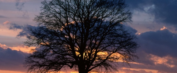 Lone Tree at Sunset      ID 15744 (click to view)