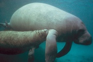 manatee picture