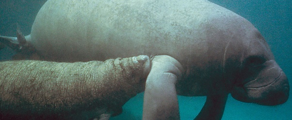 manatee picture (click to view)
