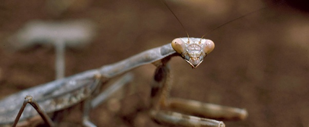 mantis (click to view)