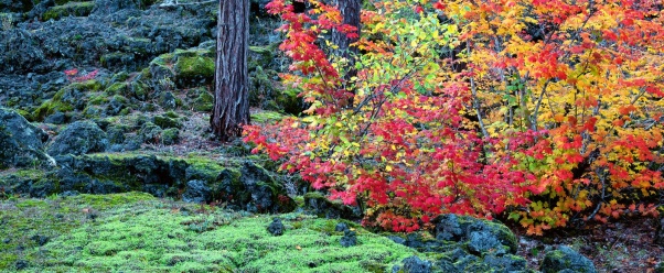 McKenzie Lava Fields, Willamette National Forest (click to view)