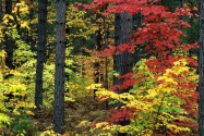 Michigan Colors