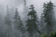 Mist of the Clearing Storm, Mount Hood National