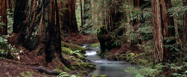 Montgomery Woods State Reserve, California   160 (click to view)