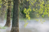 Morning Fog, Percy Warner Park, Tennessee   1600