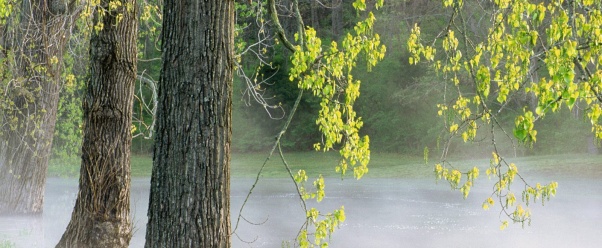 Morning Fog, Percy Warner Park, Tennessee   1600 (click to view)