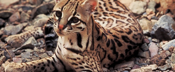 ocelot (click to view)