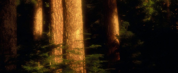 Old Growth Forest, Hood River County, Oregon   1 (click to view)