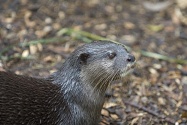 otter picture