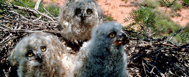 Owl Chicks (click to view)