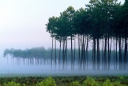 Pine Forest, Landes, France      ID 201
