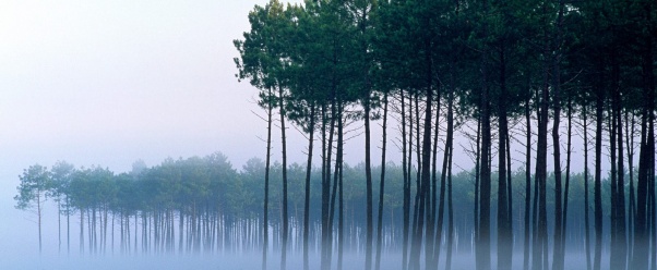 Pine Forest, Landes, France      ID 201 (click to view)