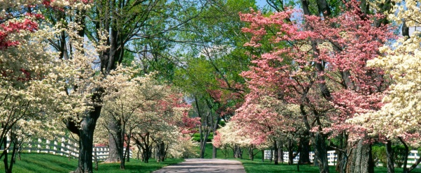 Pink and White Dogwood Trees, Lexington, Kentuck (click to view)