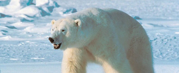 Polar Bear (click to view)