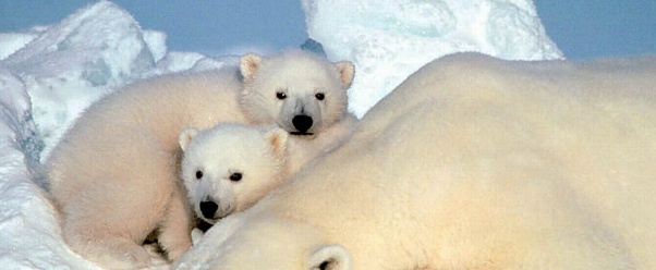 polar bears (click to view)