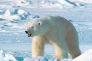 polar bears4