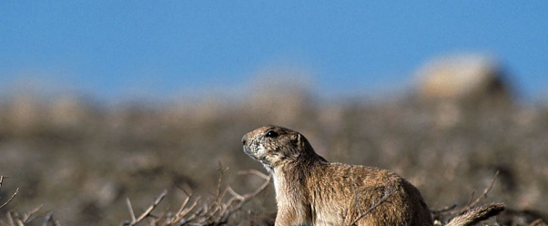 prairie dog (click to view)