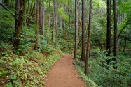 Quiet Trail, Columbia River Gorge, Oregon   1600
