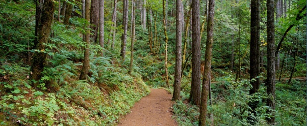 Quiet Trail, Columbia River Gorge, Oregon   1600 (click to view)