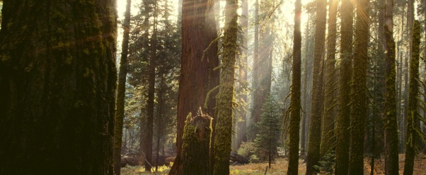 Reaching Through the Giant Forest, California (click to view)