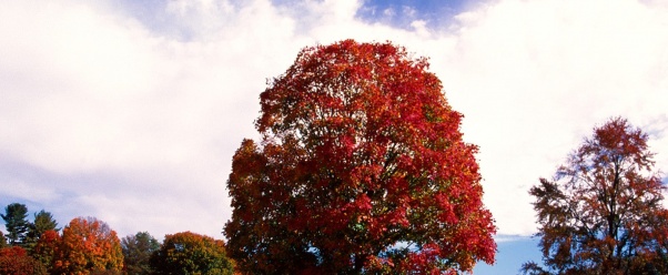 Red Maple Tree, Bernheim Forest Arboretum, Clerm (click to view)