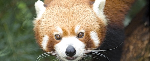 red panda (click to view)